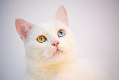 可爱的猫咪